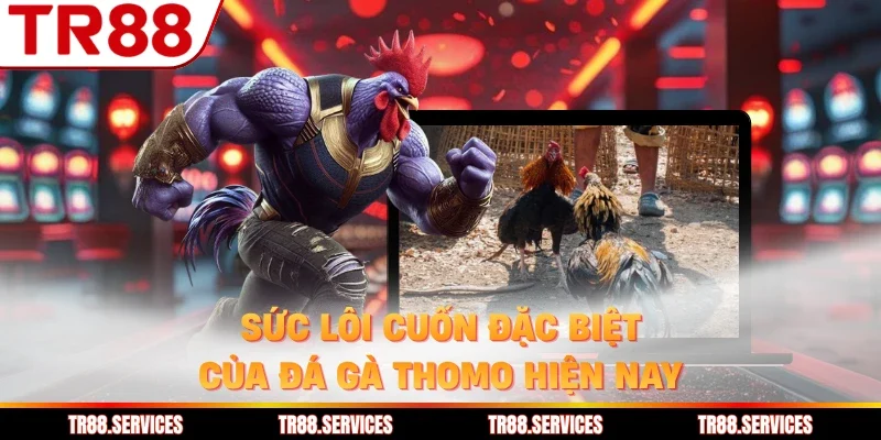 Sức lôi cuốn đặc biệt của đá gà Thomo hiện nay
